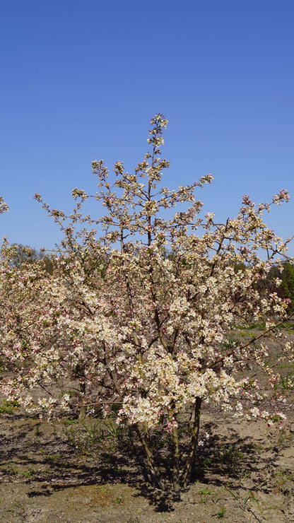 Malus 'Evereste' meerstammig / struik meerstammig