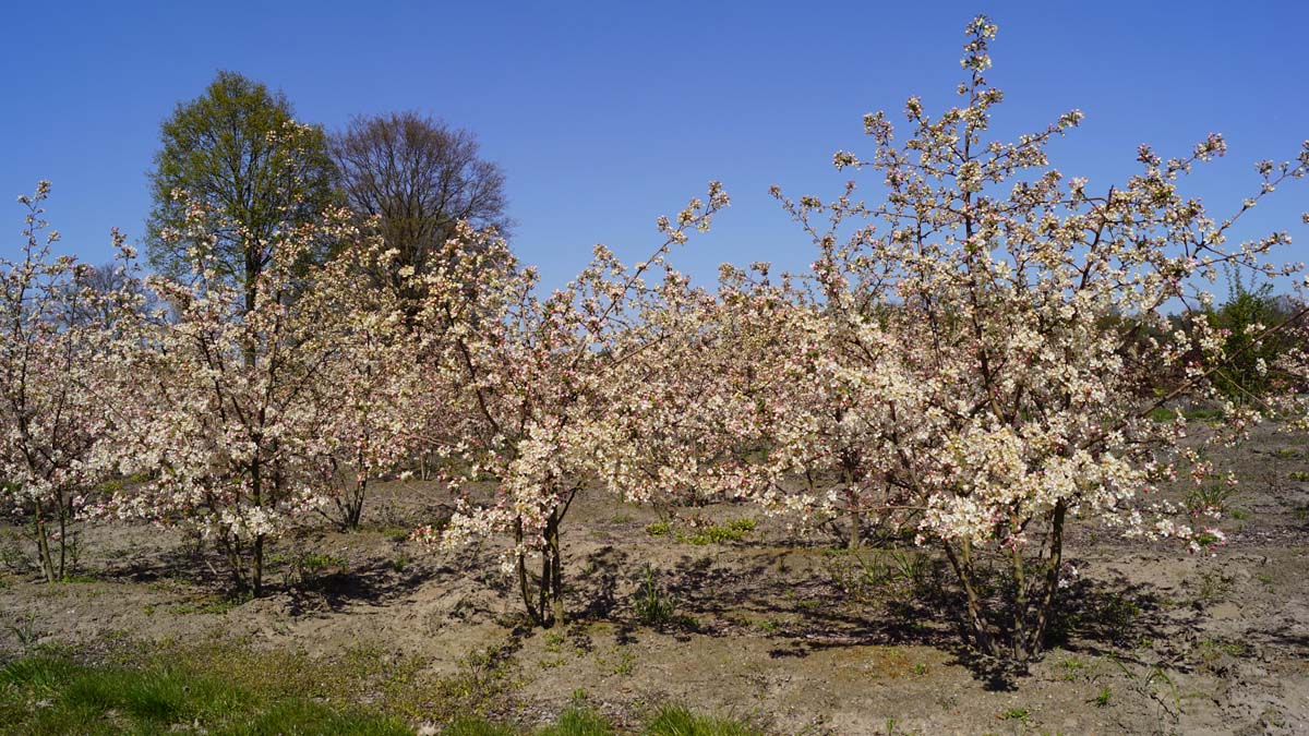 Malus 'Evereste' meerstammig / struik meerstammig