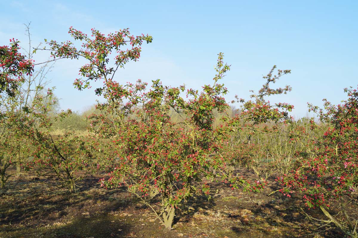 Malus floribunda meerstammig / struik meerstammig