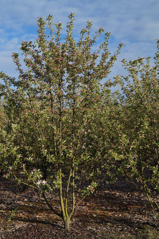 Malus 'Golden Henry' meerstammig / struik meerstammig