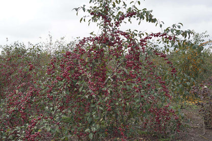 Malus 'Gorgeous' meerstammig / struik meerstammig