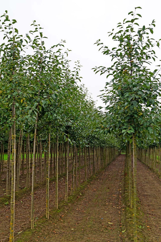 Malus 'Gorgeous' op stam op stam