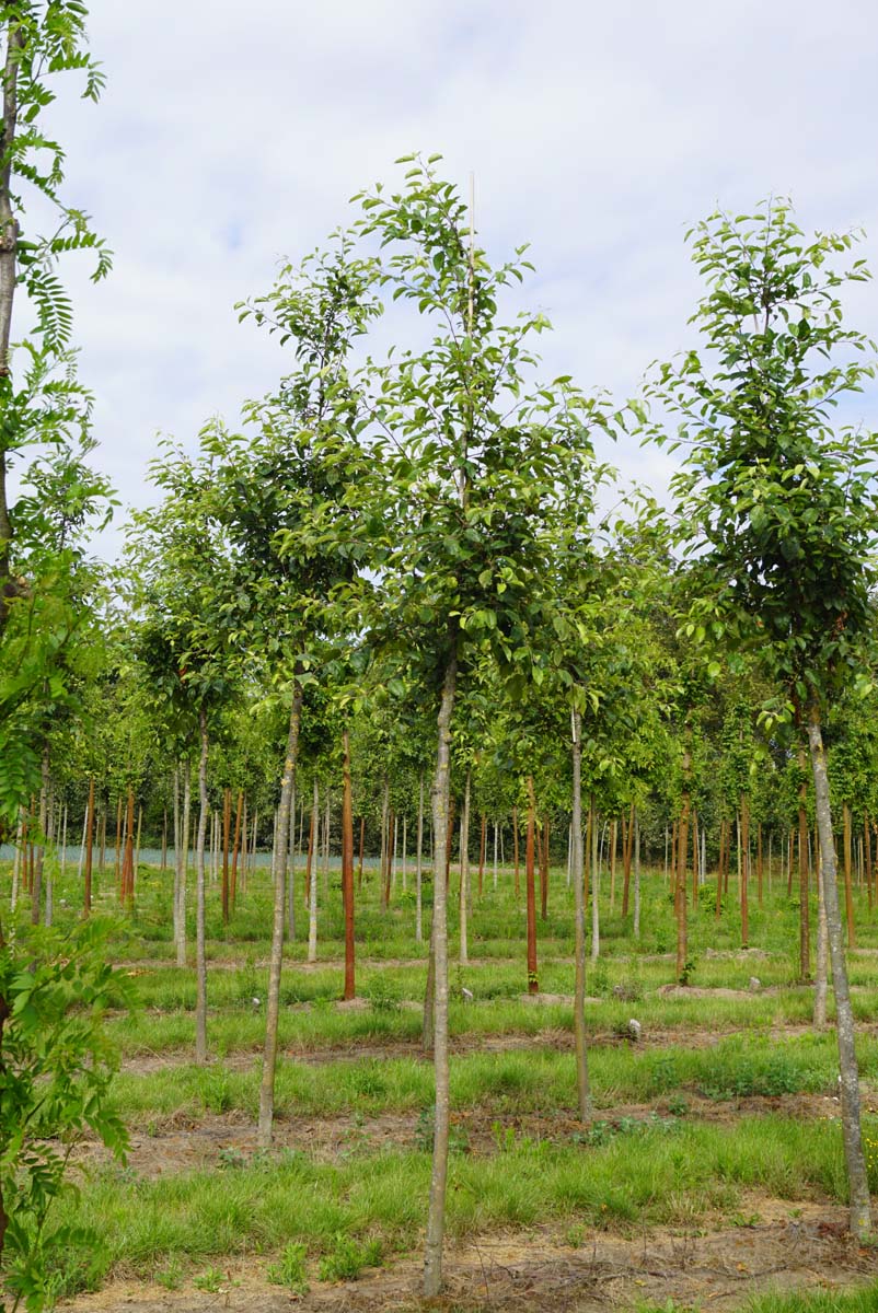 Malus 'Gorgeous' op stam op stam