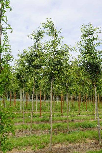 Malus 'Gorgeous' op stam op stam