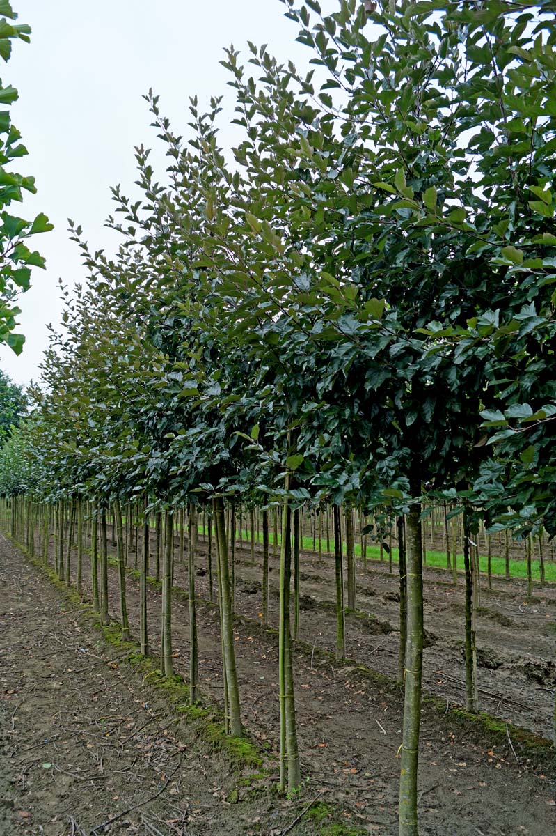 Malus 'Herkenrode' op stam