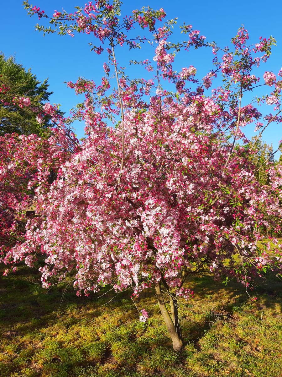 Malus 'Hillieri' meerstam