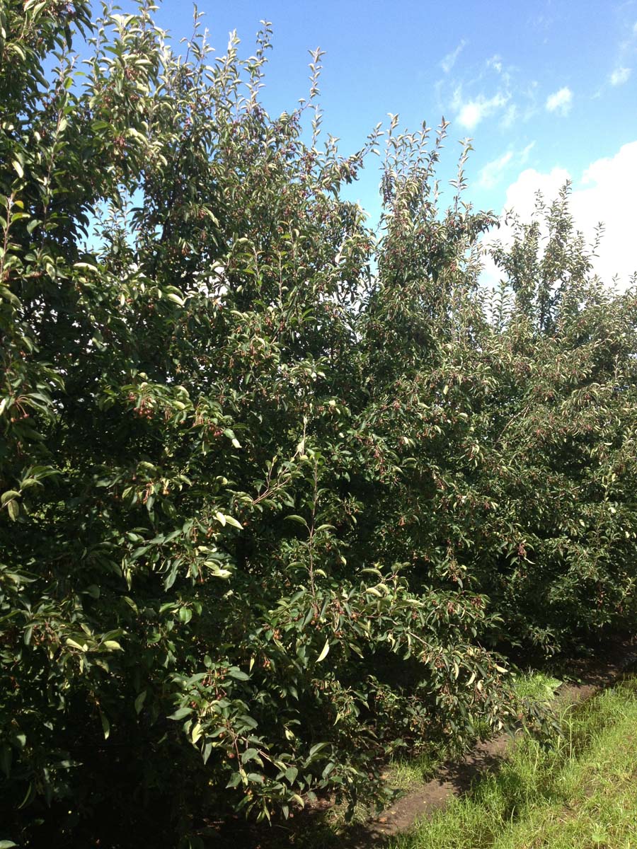 Malus hupehensis meerstammig / struik meerstammig