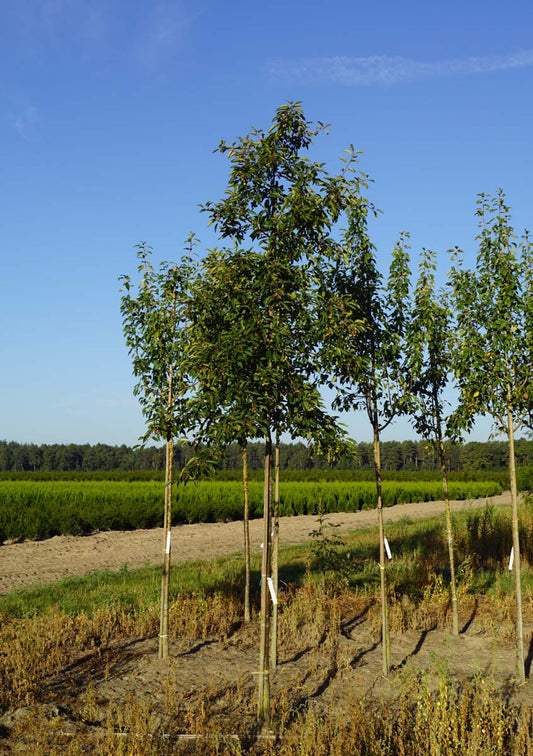 Malus hupehensis 'Arie Mauritz' op stam