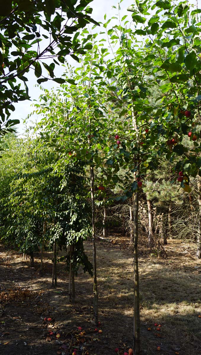 Malus 'Hyslop' op stam op stam