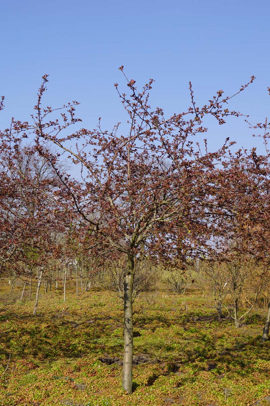 Malus 'Indian Magic' op stam op stam