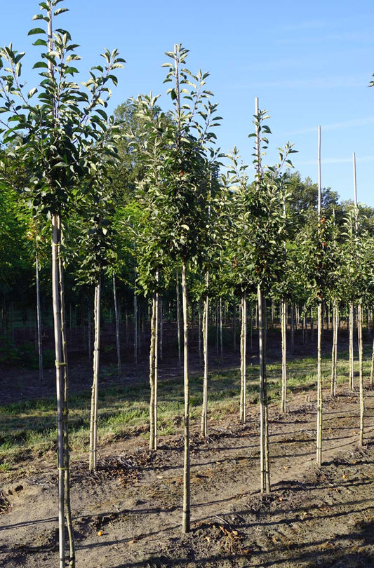 Malus 'John Downie' op stam op stam