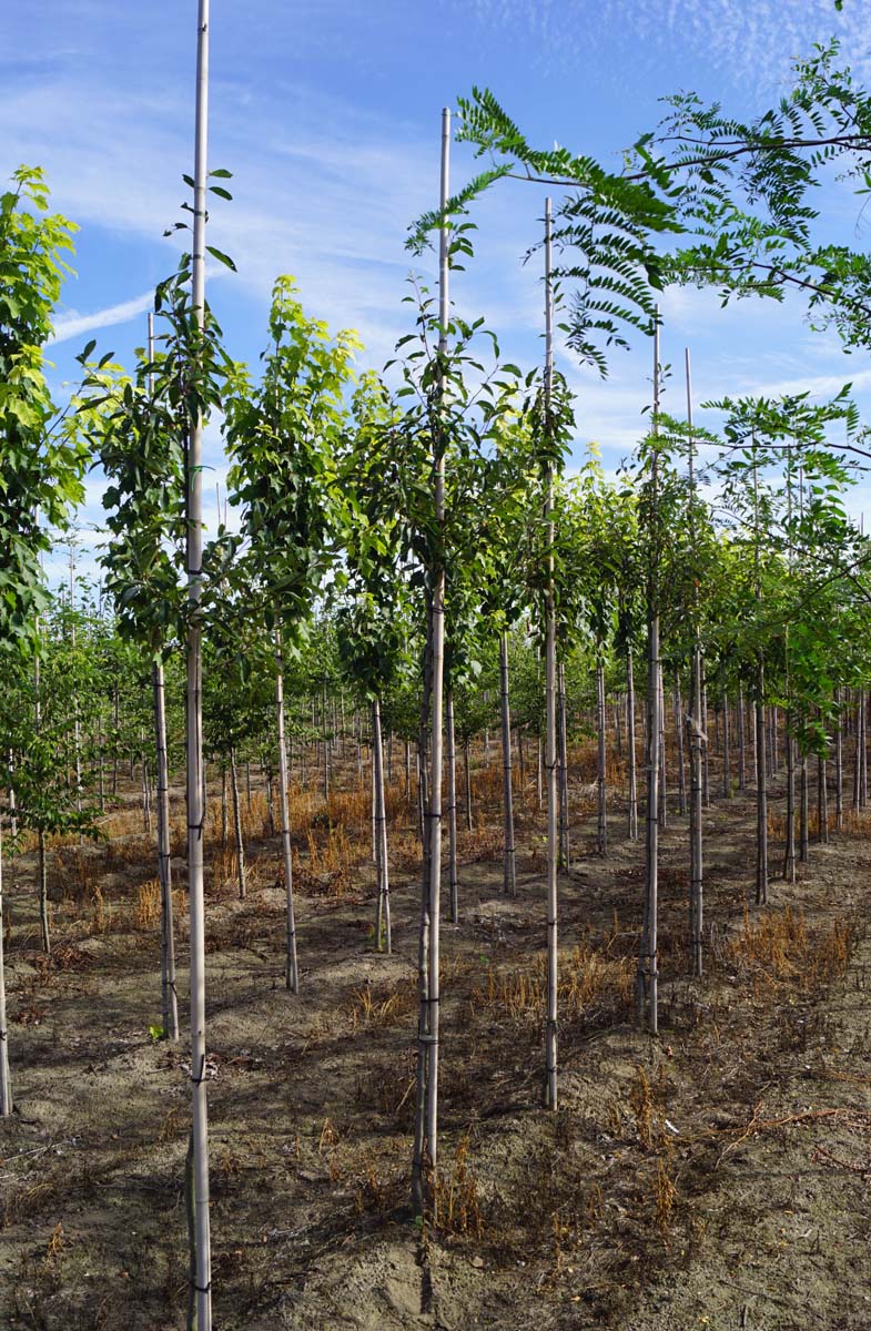 Malus micromalus op stam op stam