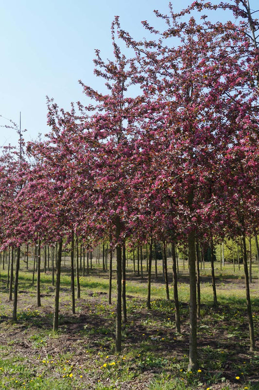 Malus 'Neville Copeman' op stam op stam