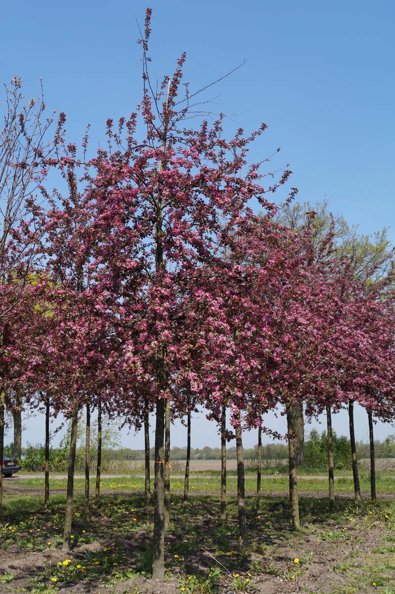 Malus 'Neville Copeman' op stam op stam