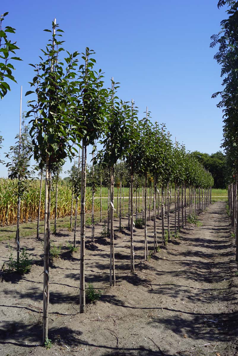 Malus 'Neville Copeman' op stam op stam