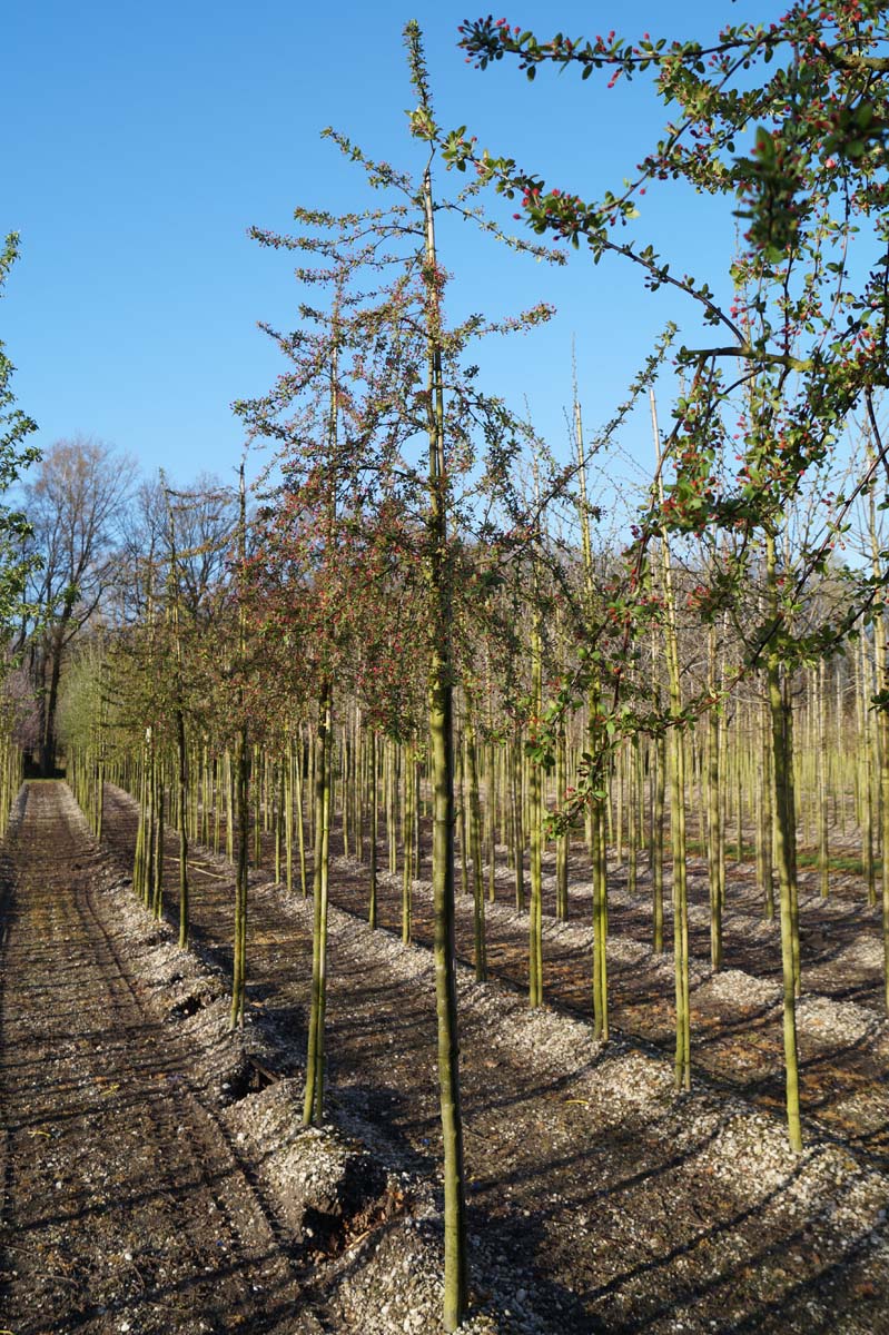 Malus 'Neville Copeman' op stam op stam