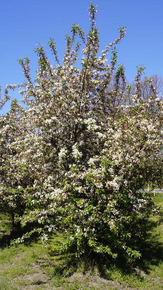 Malus 'Professor Sprenger' meerstammig / struik meerstammig