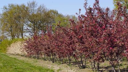 Malus 'Profusion' meerstammig / struik meerstammig