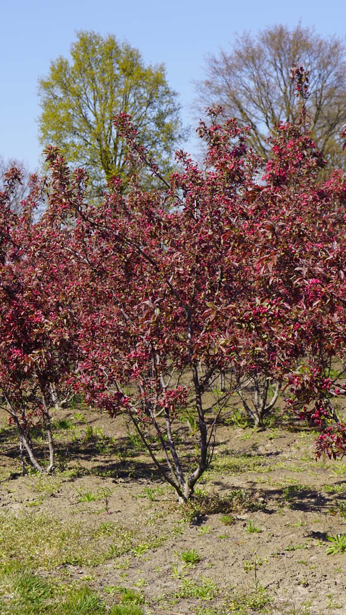 Malus 'Profusion' meerstammig / struik meerstammig