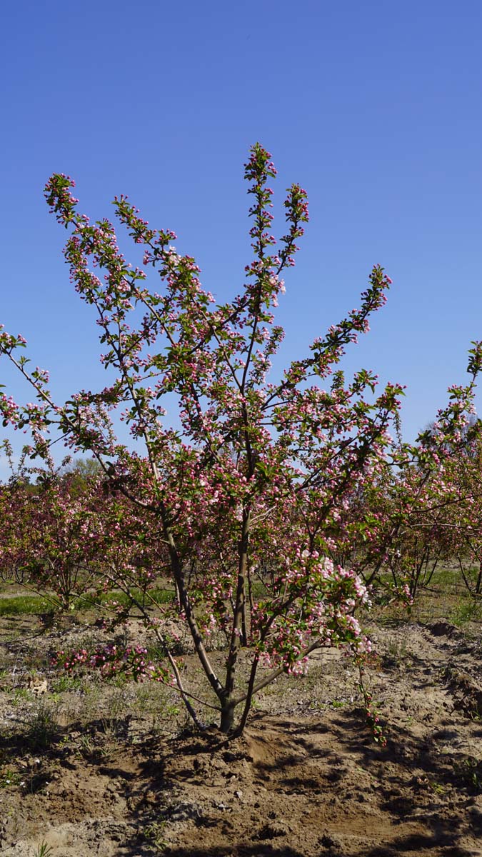 Malus 'Red Sentinel' meerstammig / struik meerstammig