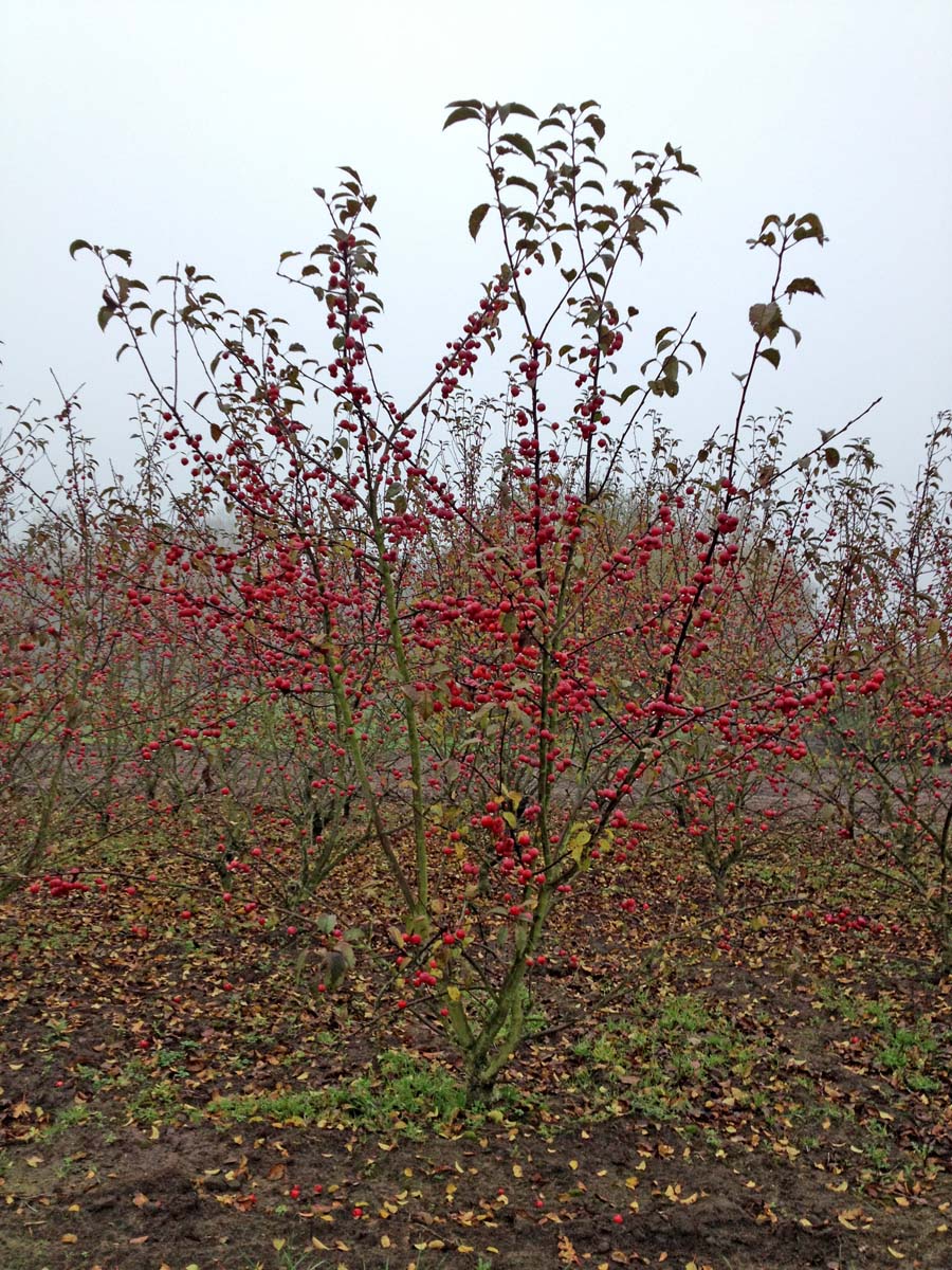 Malus 'Red Sentinel' meerstammig / struik meerstammig