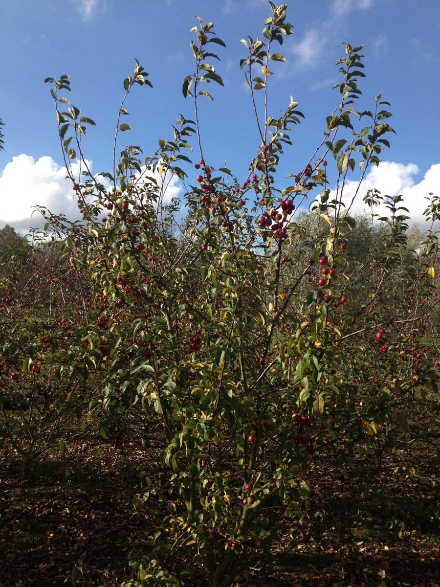 Malus 'Red Sentinel' meerstammig / struik meerstammig