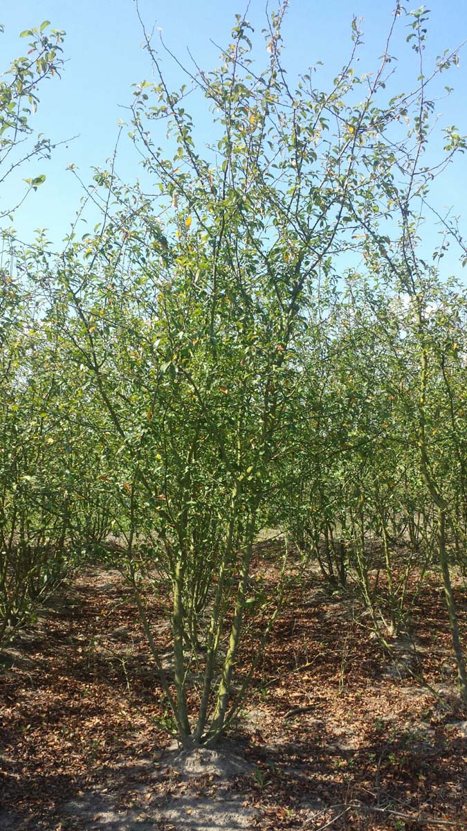 Malus 'Red Sentinel' meerstammig / struik meerstammig