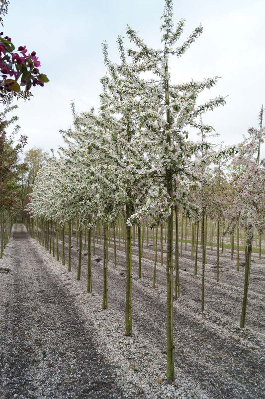 Malus 'Red Sentinel' op stam op stam