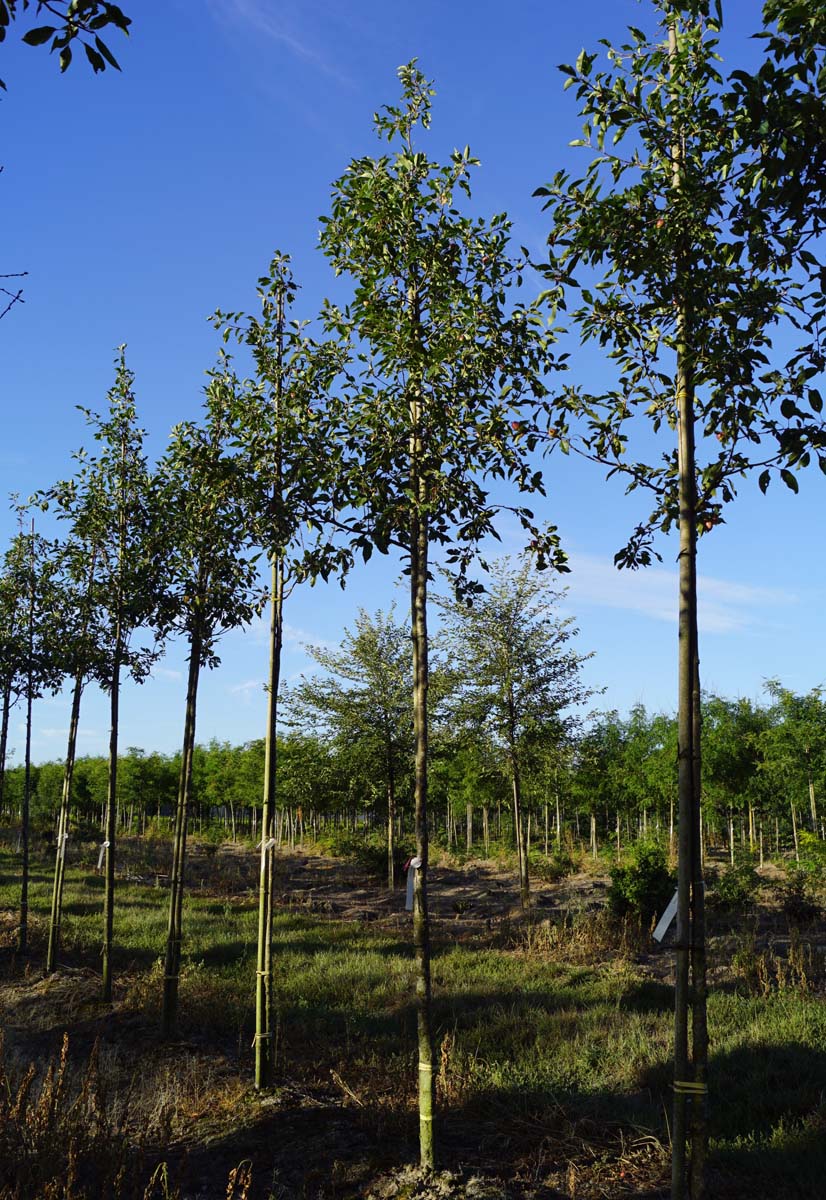 Malus 'Rinki' op stam op stam