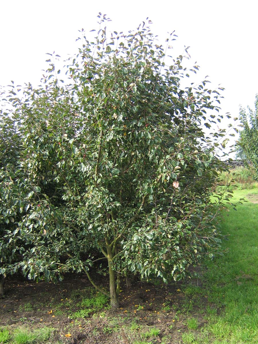 Malus 'Rudolph' meerstammig / struik meerstam