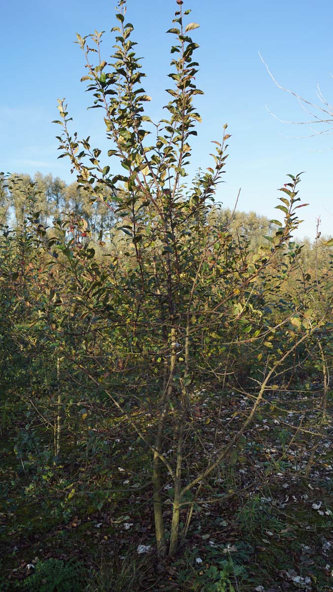 Malus sylvestris meerstammig / struik meerstammig