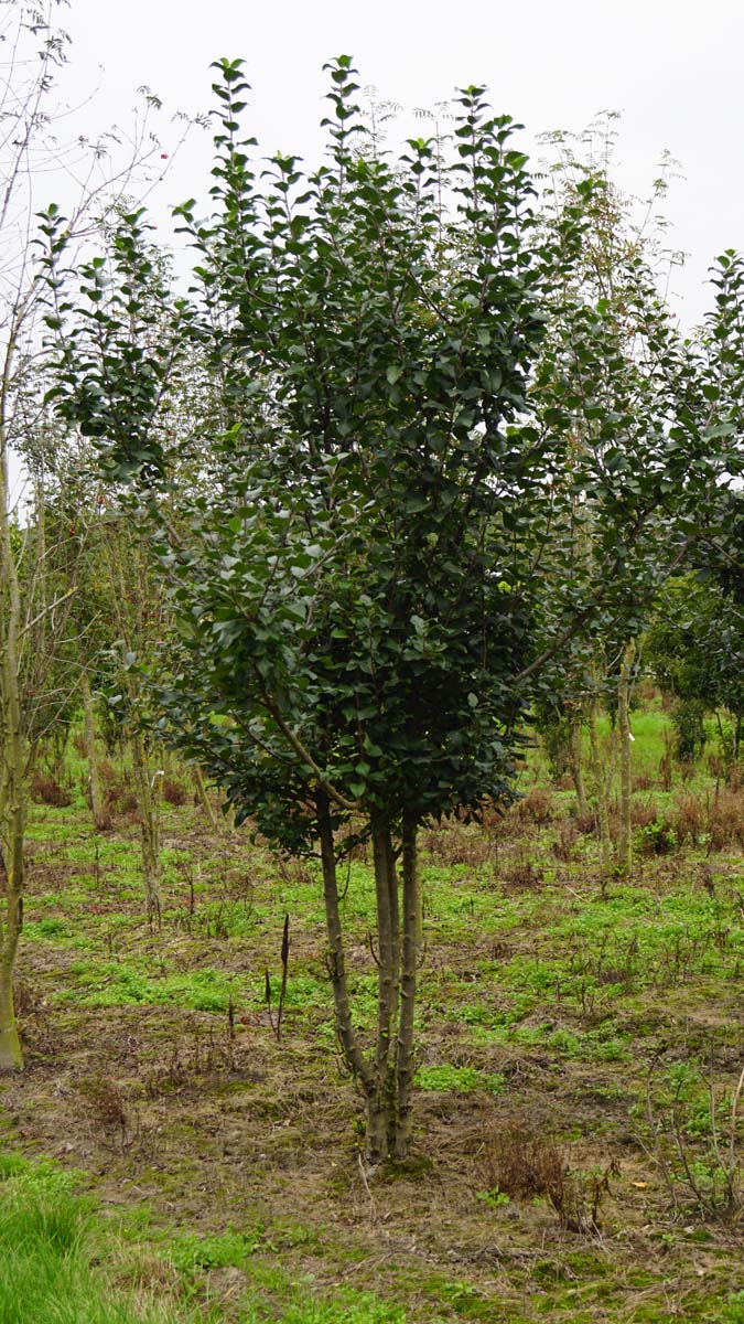 Malus sylvestris meerstammig / struik meerstammig