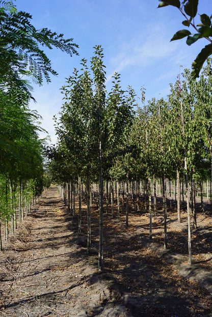 Malus sylvestris op stam op stam