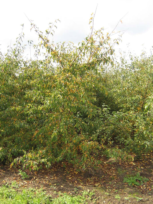 Malus toringo 'Brouwers Beauty' meerstammig / struik meerstam