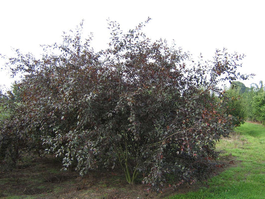 Malus toringo 'Freja' meerstammig / struik meerstam