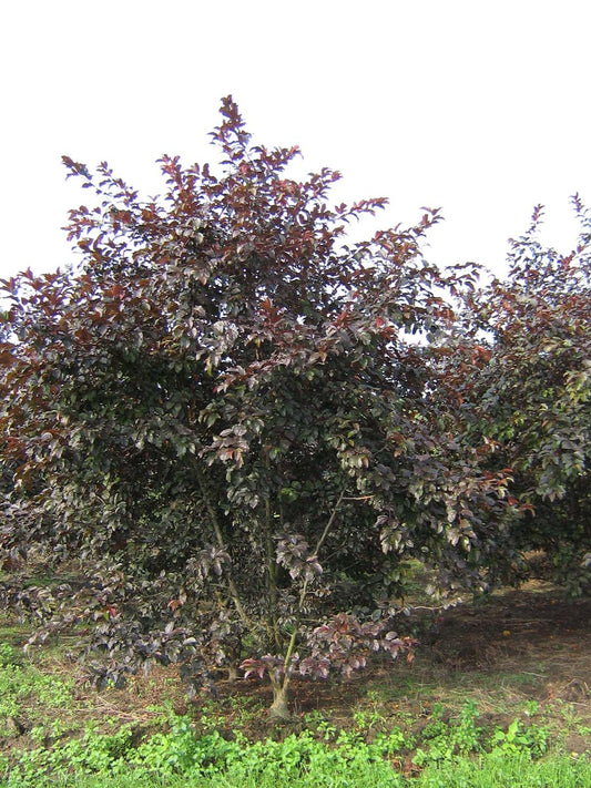 Malus toringo 'Scarlett' meerstammig / struik meerstammig