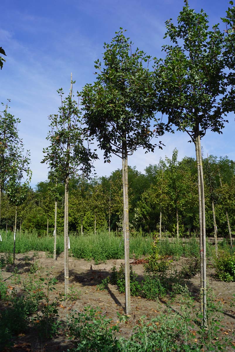 Malus trilobata op stam op stam