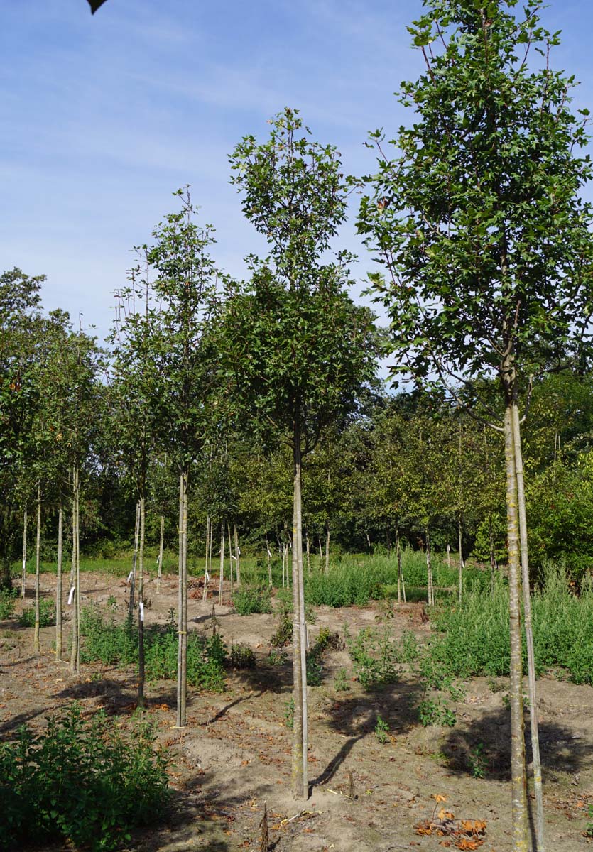 Malus trilobata op stam op stam