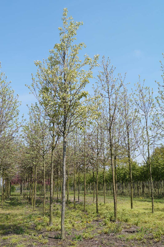 Malus tschonoskii 'Belmonte' op stam