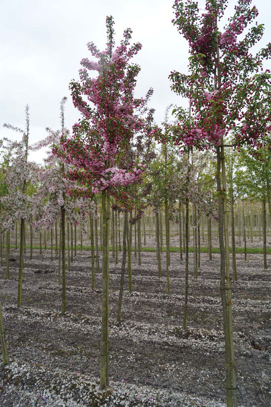 Malus 'Van Eseltine' op stam op stam