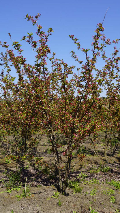 Malus 'Winter Gold' meerstammig / struik meerstam