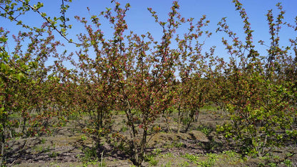 Malus 'Winter Gold' meerstammig / struik meerstam