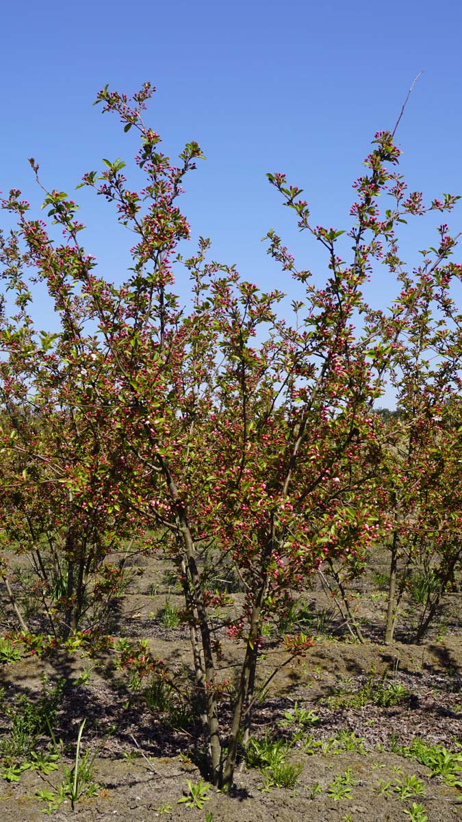 Malus 'Winter Gold' meerstammig / struik meerstam