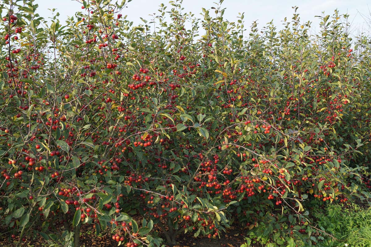 Malus 'Ydun' meerstammig / struik meerstammig