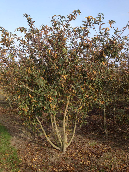 Mespilus germanica meerstammig / struik meerstammig