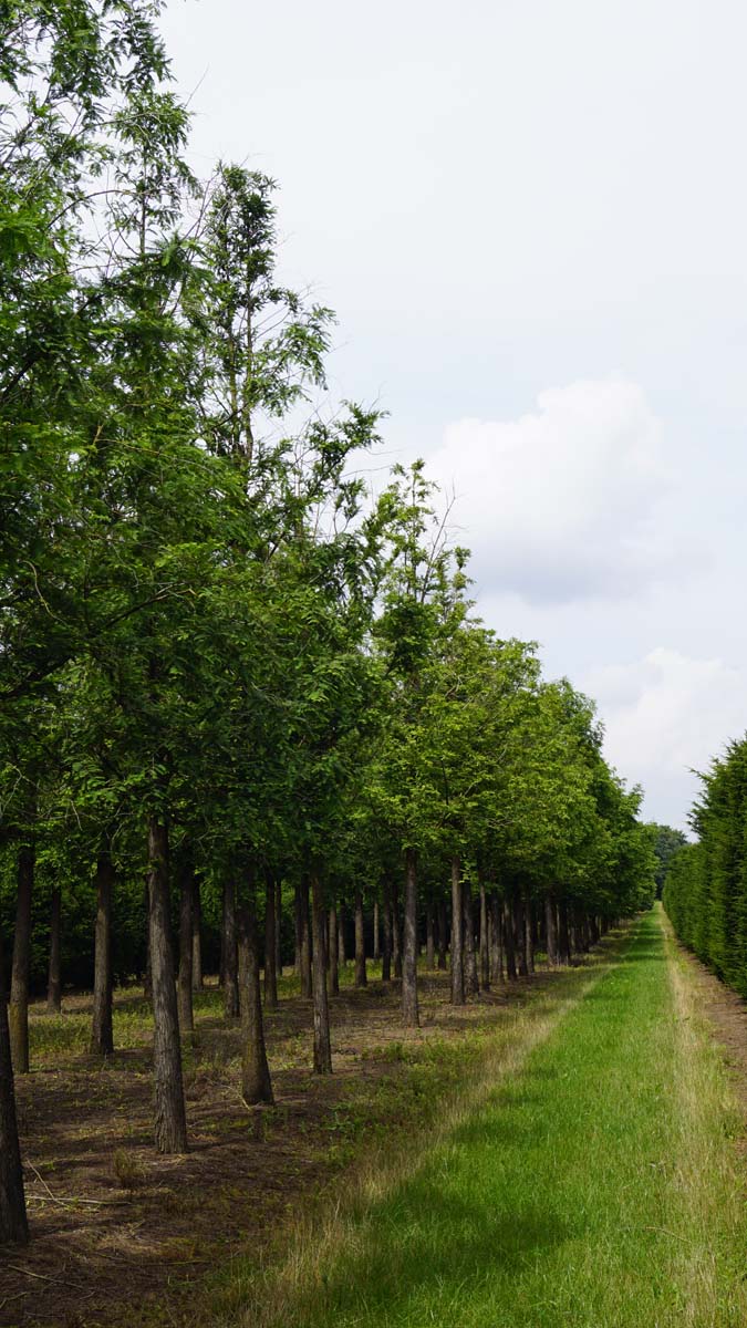 Metasequoia glyptostroboides op stam op stam