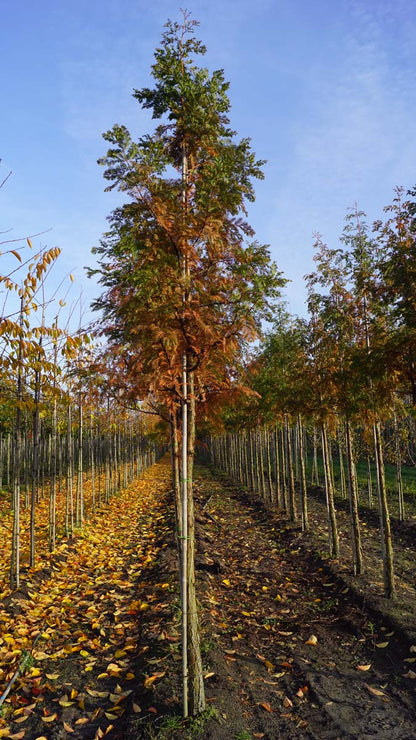 Metasequoia glyptostroboides op stam op stam