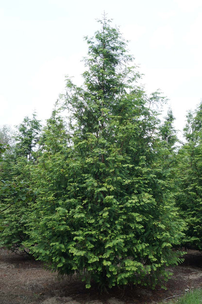 Metasequoia glyptostroboides solitair solitair