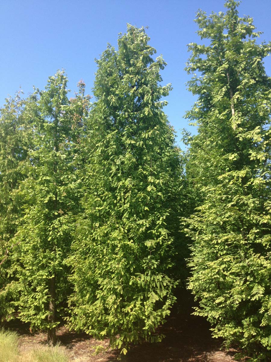 Metasequoia glyptostroboides solitair solitair