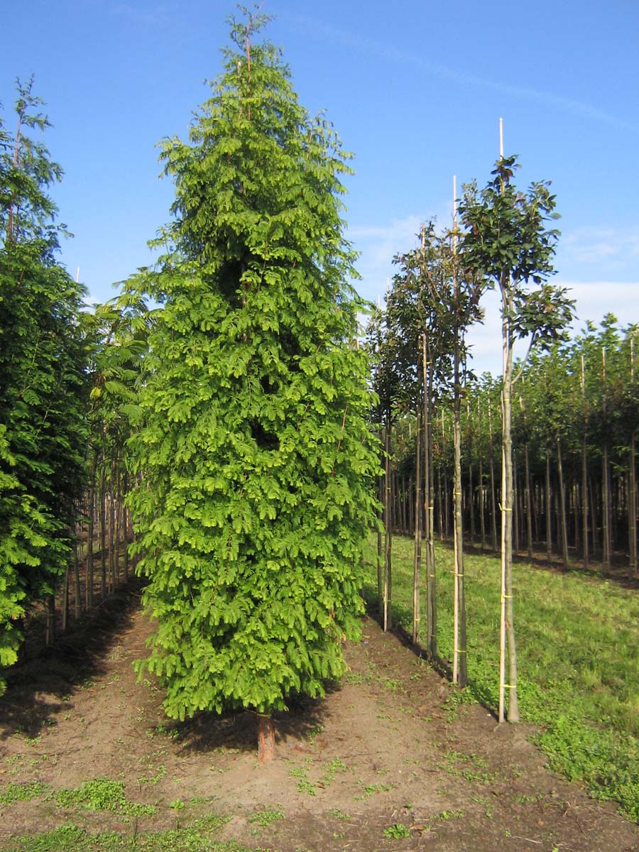 Metasequoia glyptostroboides solitair solitair